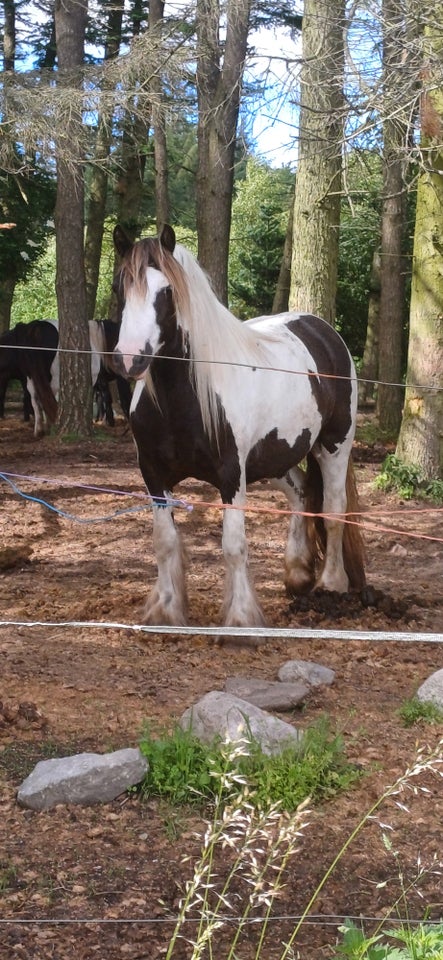 Irish Cob hoppe 3 år