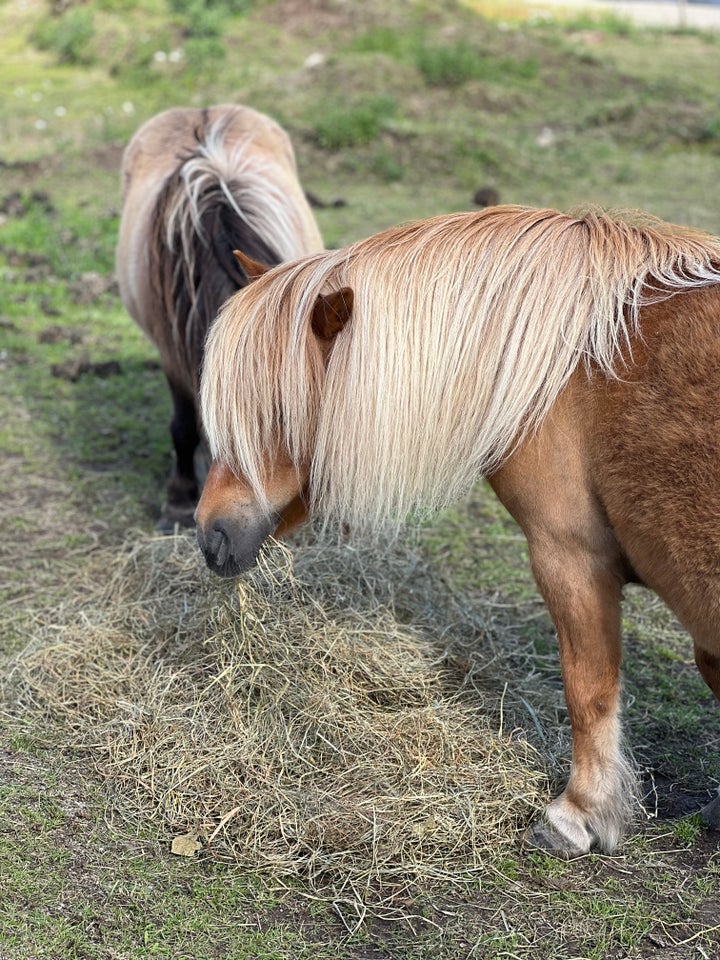 Shetlandspony hoppe 14 år