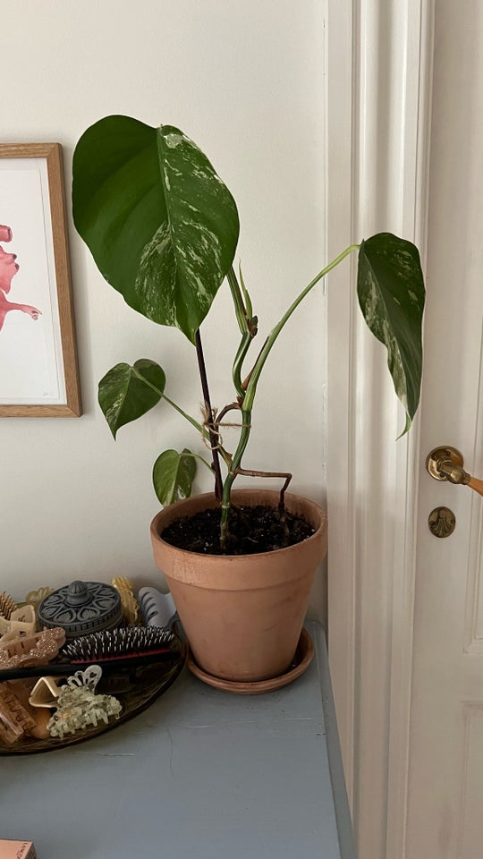 Stueplante, Monstera Albo