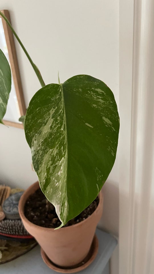 Stueplante, Monstera Albo