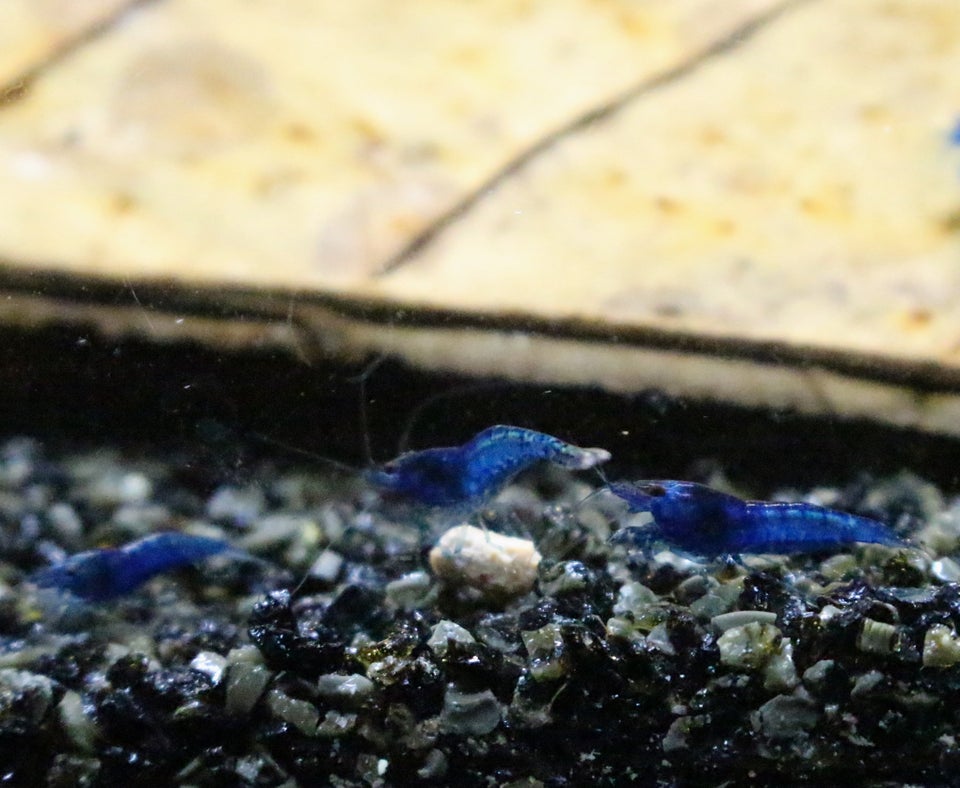 Neocaridina Davidi - Blue Dream