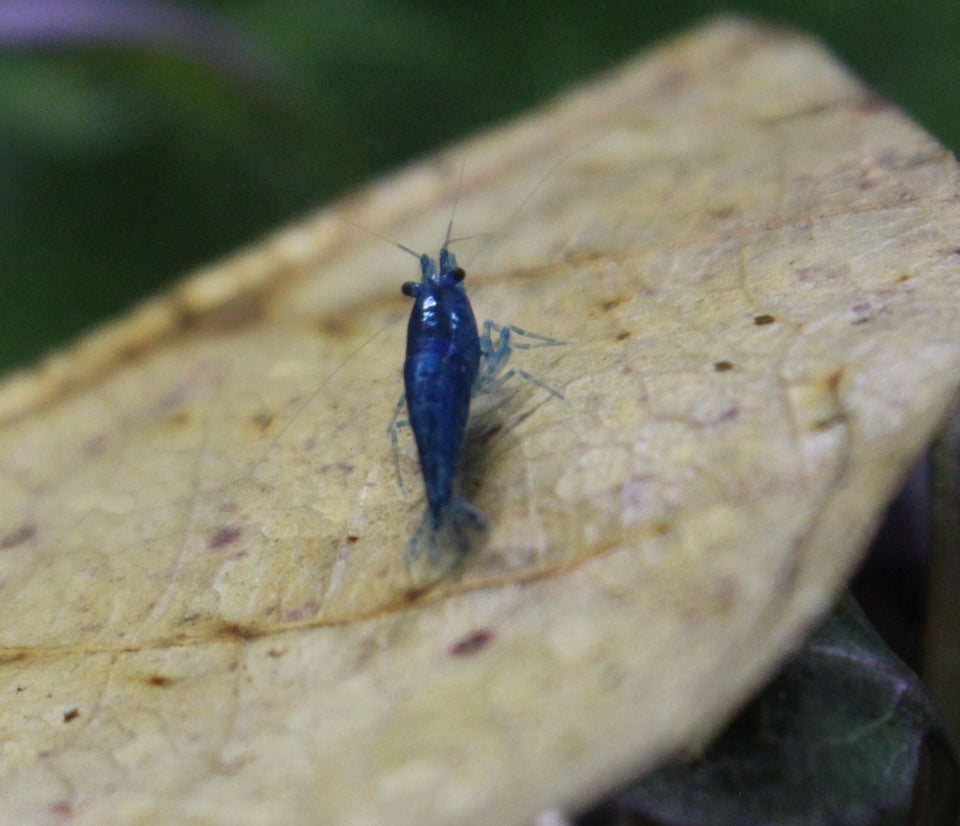 Neocaridina Davidi - Blue Dream