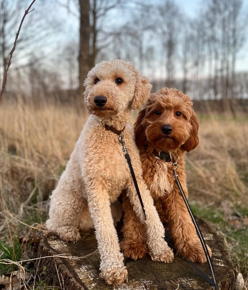 Goldendoodle F1bb  hund 2 år