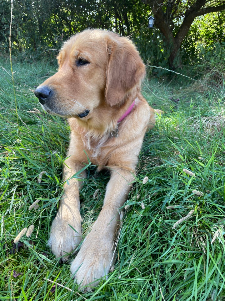 Golden retriever/labrador,