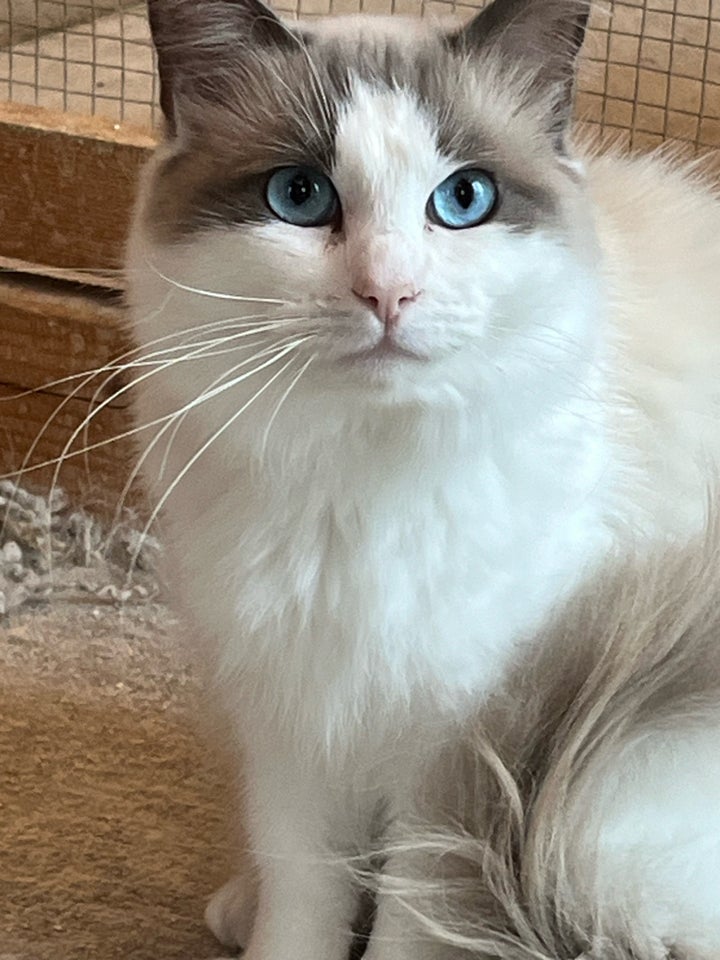 Hankat, Ragdoll , 12 mdr.