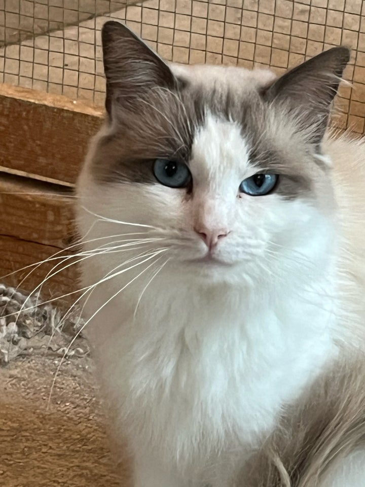 Hankat, Ragdoll , 12 mdr.