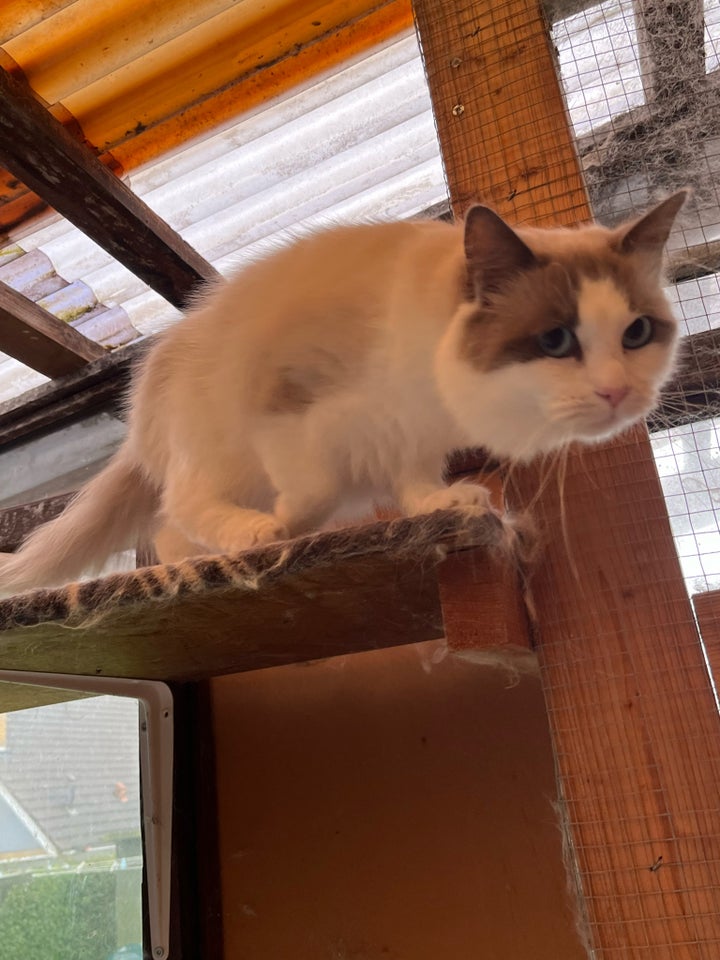 Hankat, Ragdoll , 12 mdr.