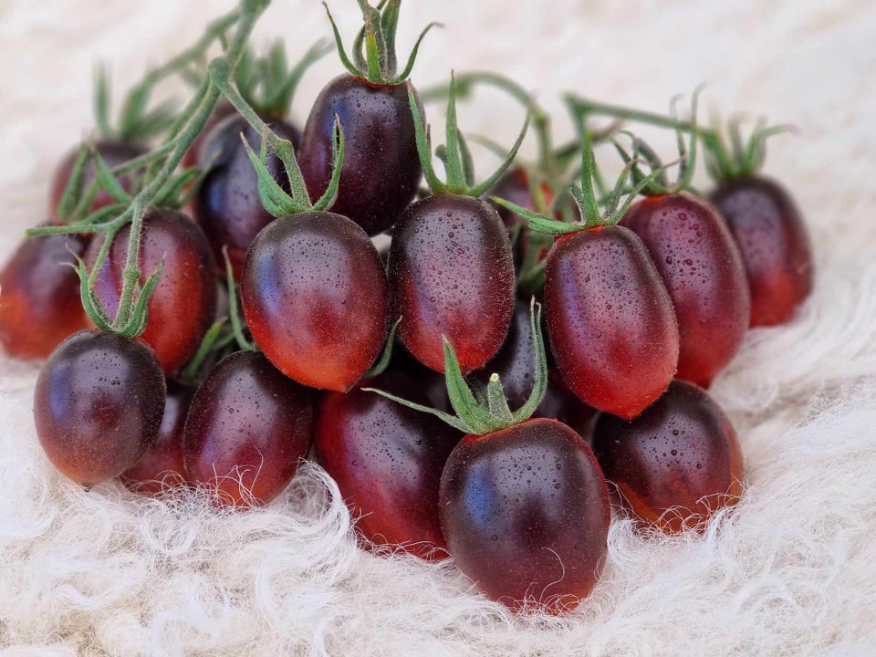 250 tomatsorter - frø!