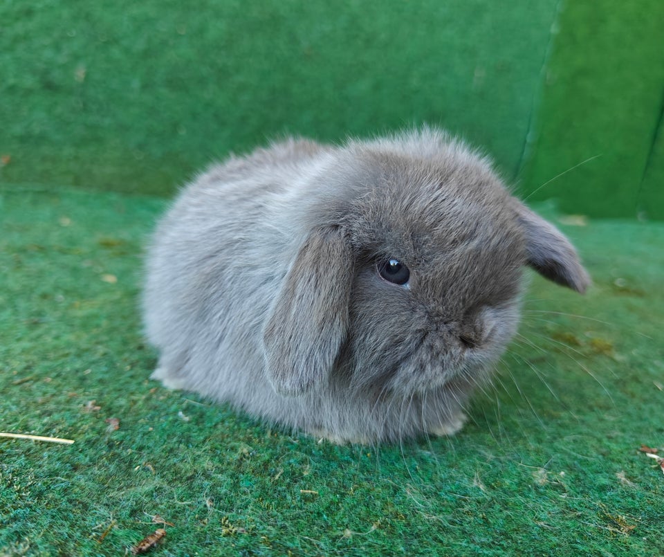 Kanin, Minilop, 0 år