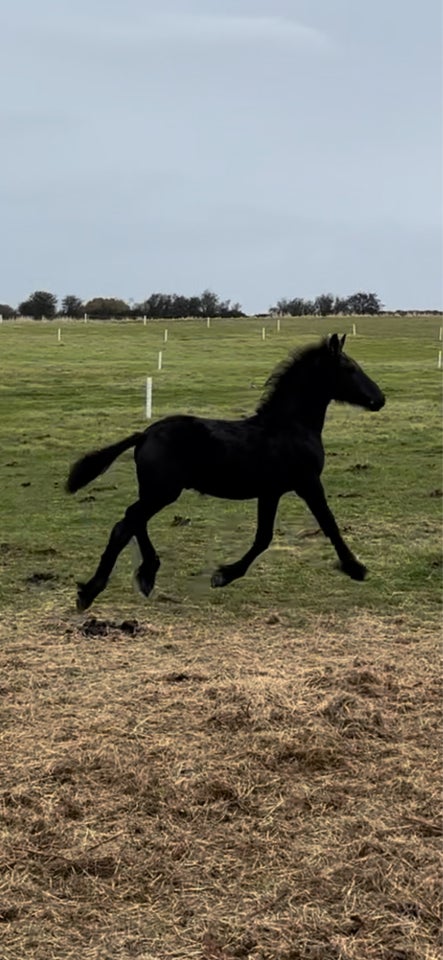 Frieser, hingst, 1 år