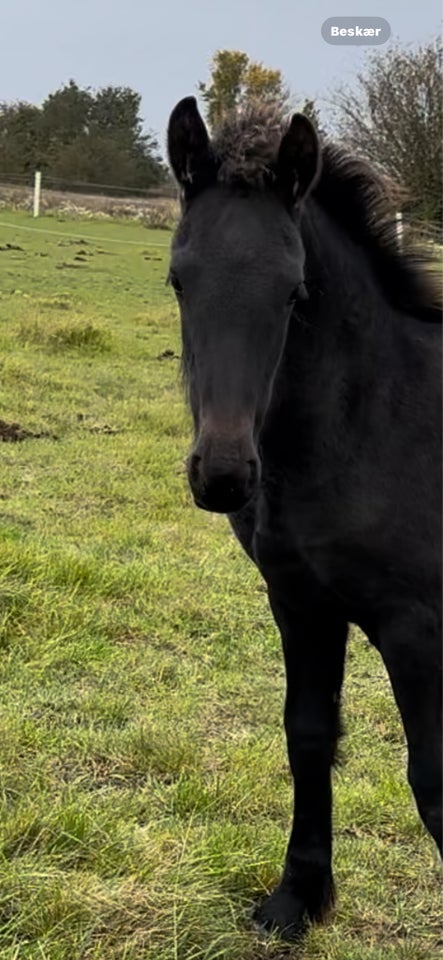 Frieser, hingst, 1 år