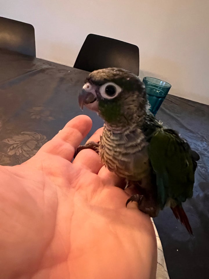 Conure 0 år