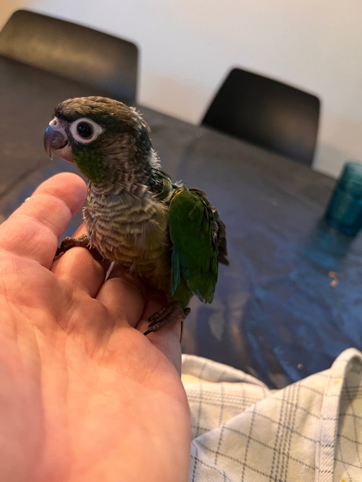 Conure 0 år