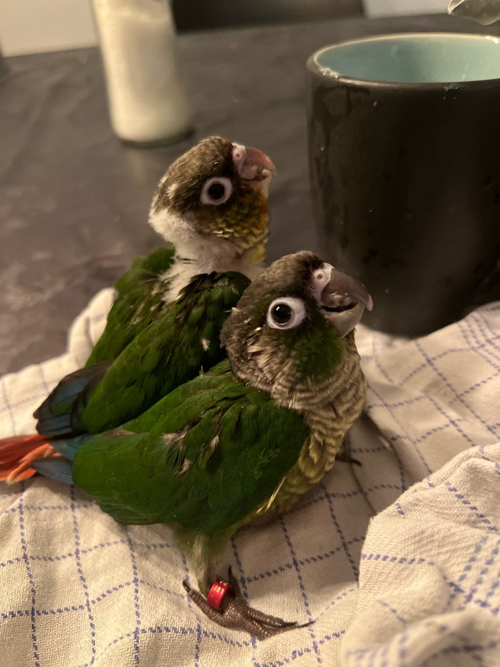 Conure 0 år