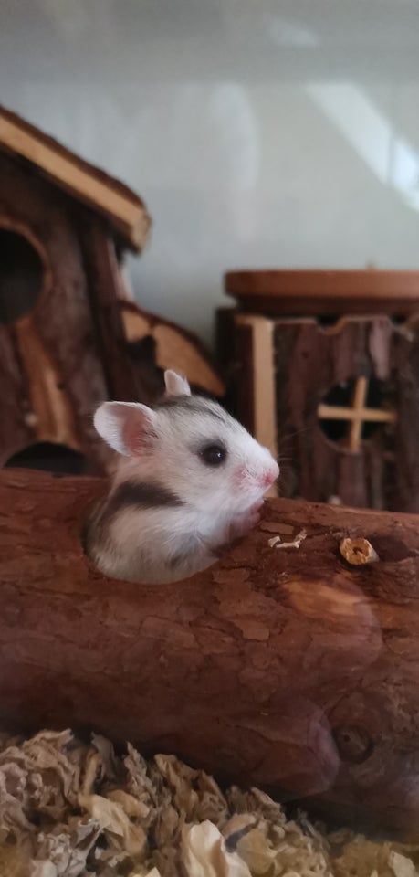 Hamster Guldhamster 0 år