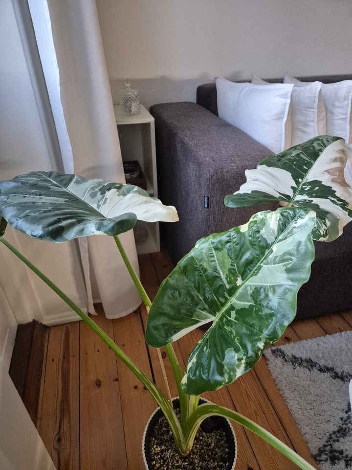 Stueplante, Alocasia Macrorrhiza