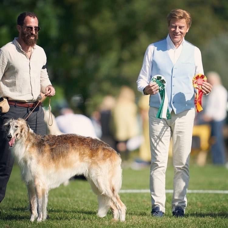 Borzoi hvalpe 1 uge