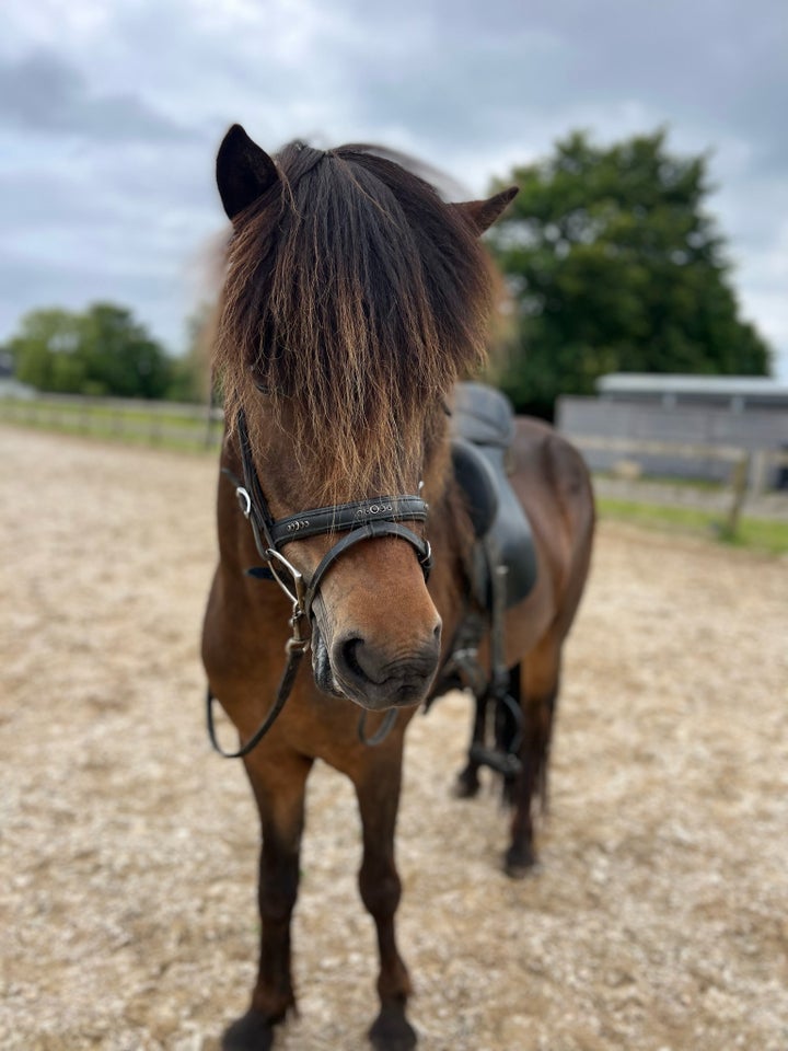 Islænder, hoppe, 5 år