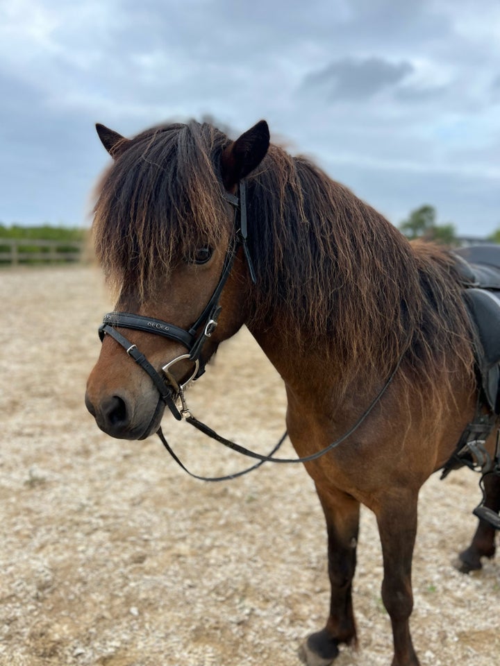 Islænder, hoppe, 5 år