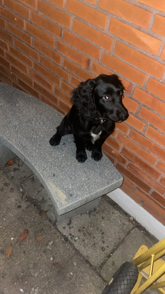 Cocker / springer spaniel