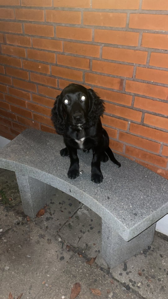 Cocker / springer spaniel