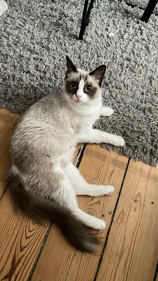 Hunkat Ragdoll 2 år