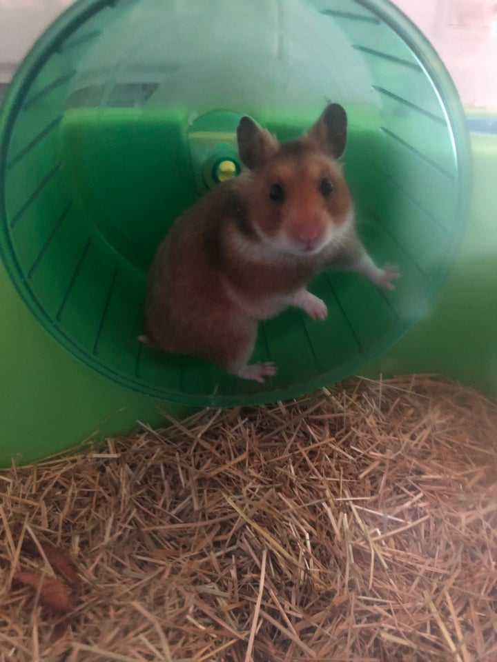 Hamster Guldhamster 0 år