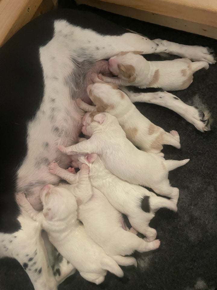 Dansk svensk gårdhund, labrador,