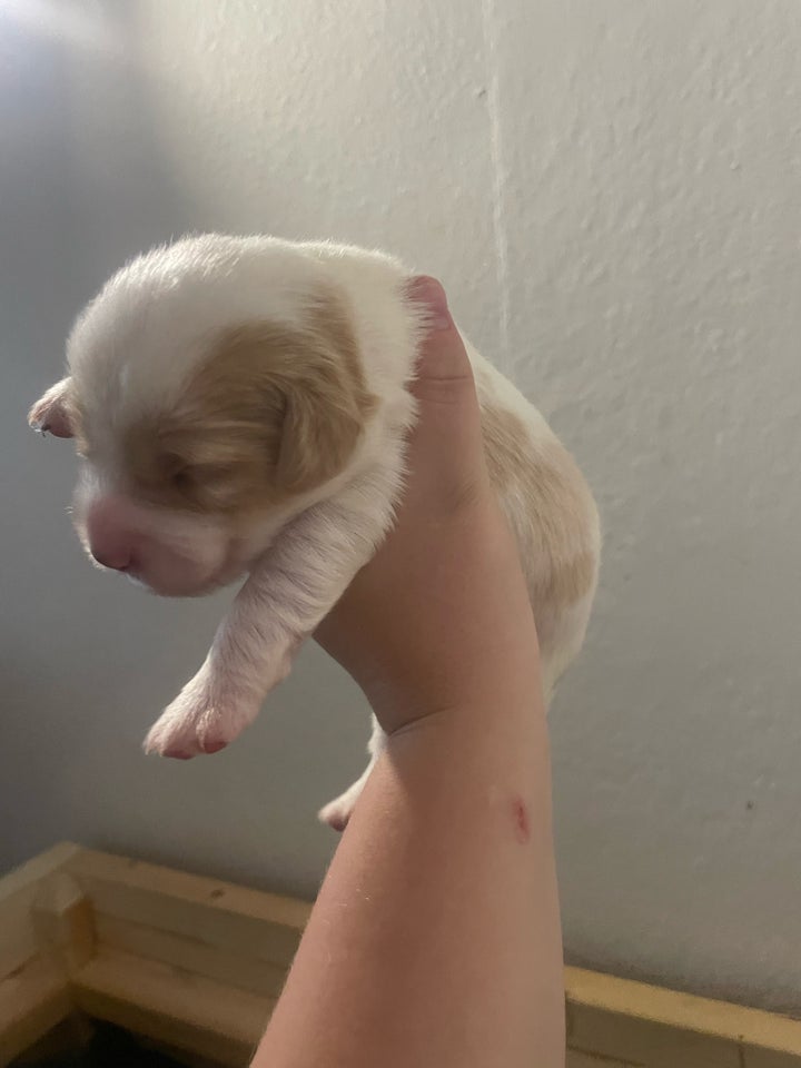 Dansk svensk gårdhund, labrador,