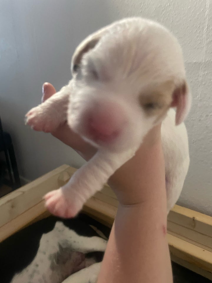 Dansk svensk gårdhund, labrador,