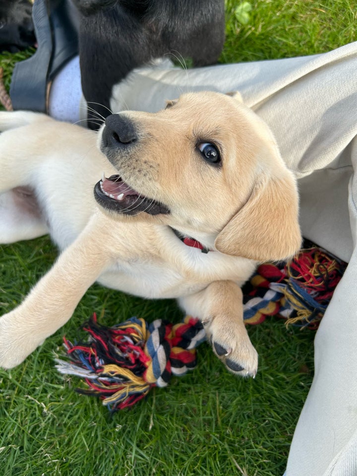 Puddel/ Labrador (Labradoodle) 