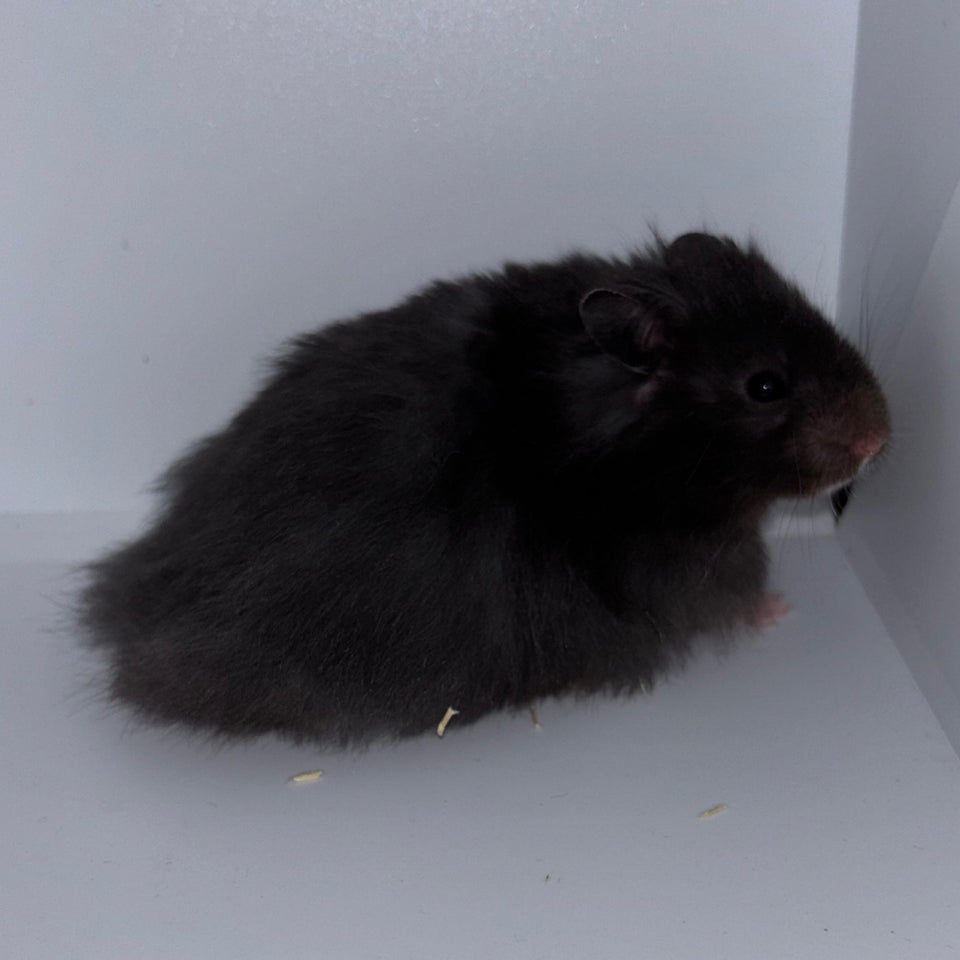 Hamster, Guldhamster, 0 år