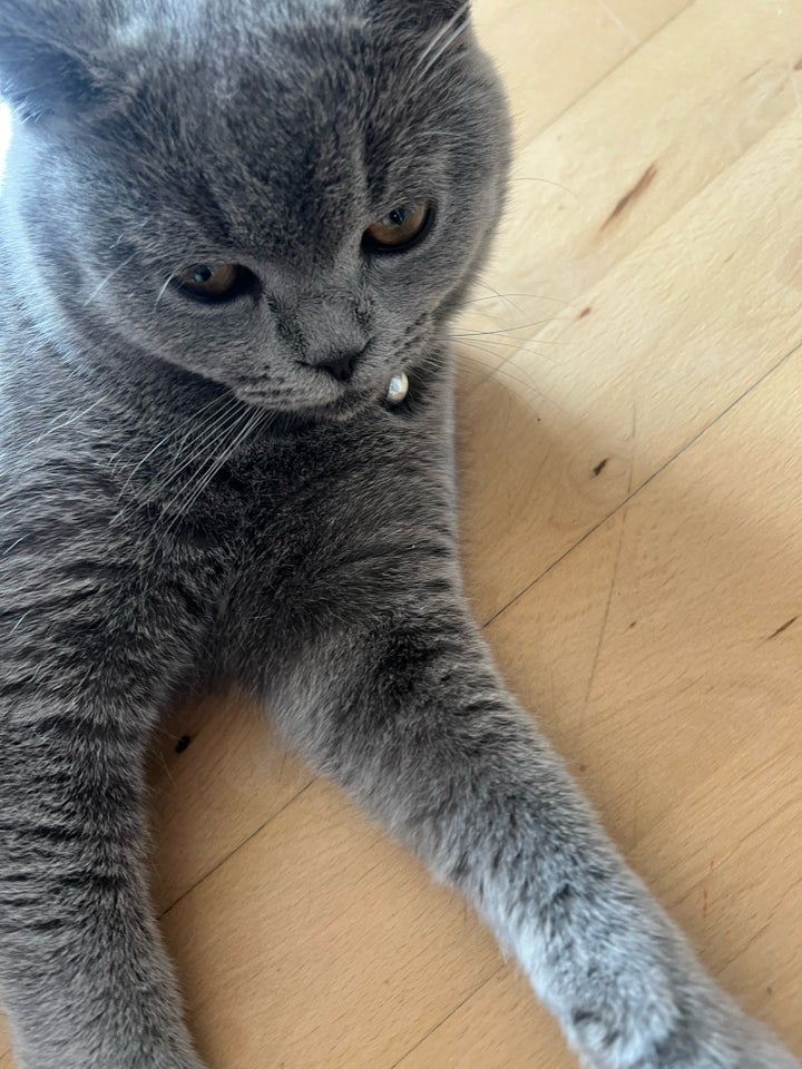 Hankat British shorthair 6 mdr