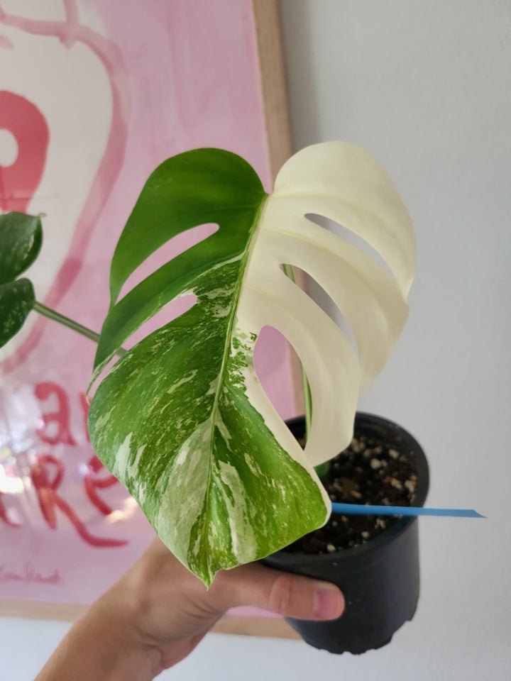 Monstera albo variegata / broget