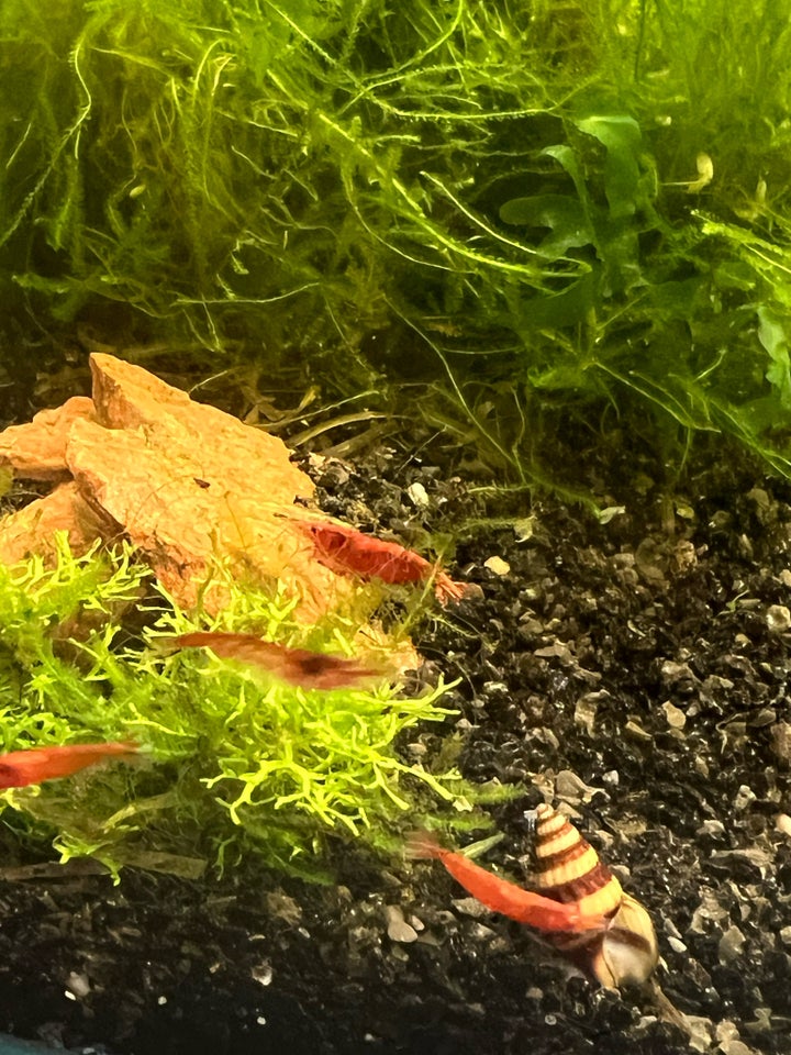 Neocaridina Davidi “Red Cherry