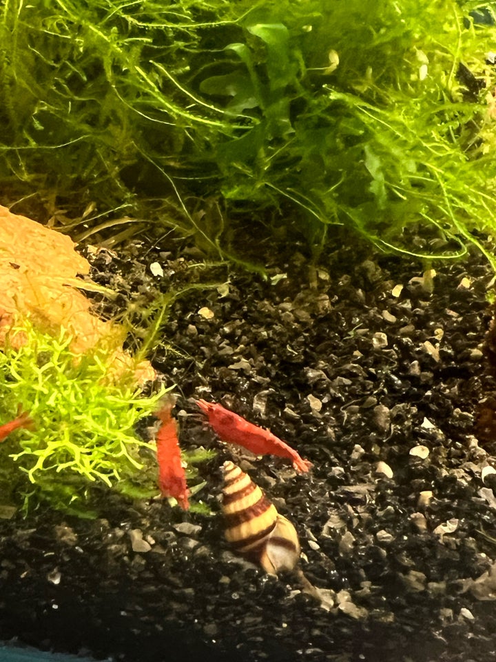 Neocaridina Davidi “Red Cherry