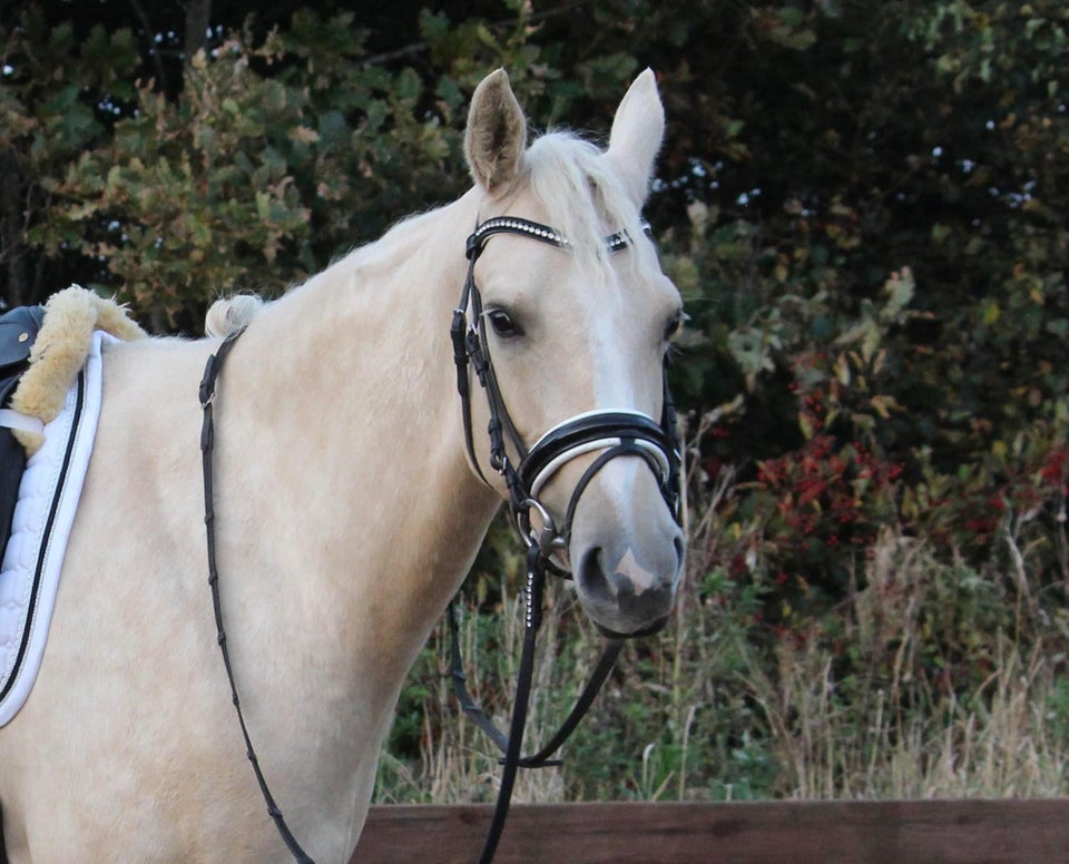 Palomino, hoppe, 5 år