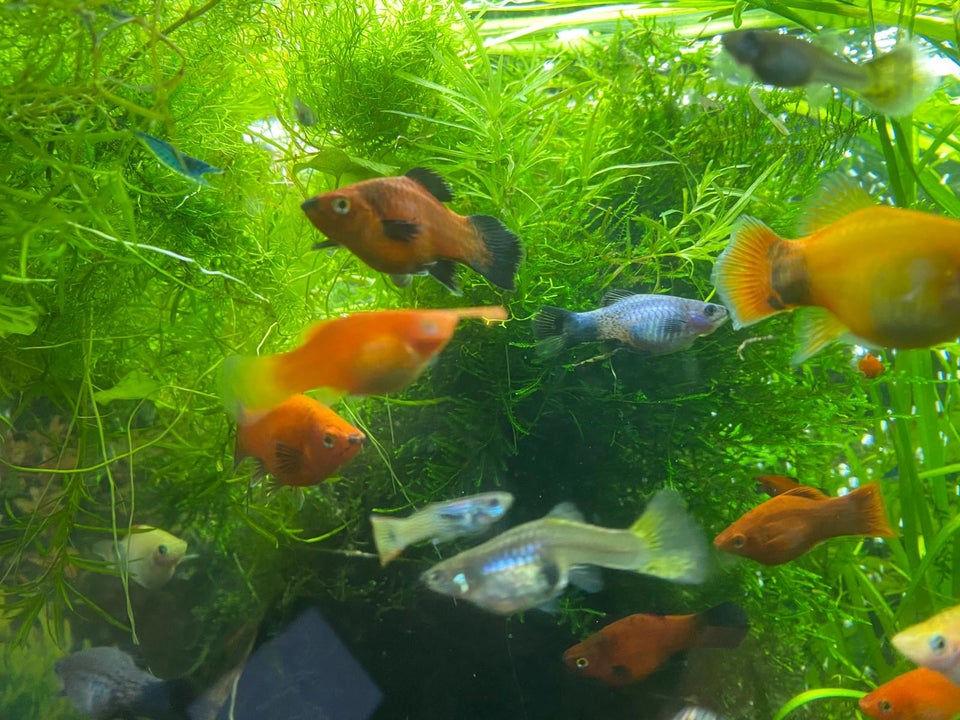 Platy 10 stk