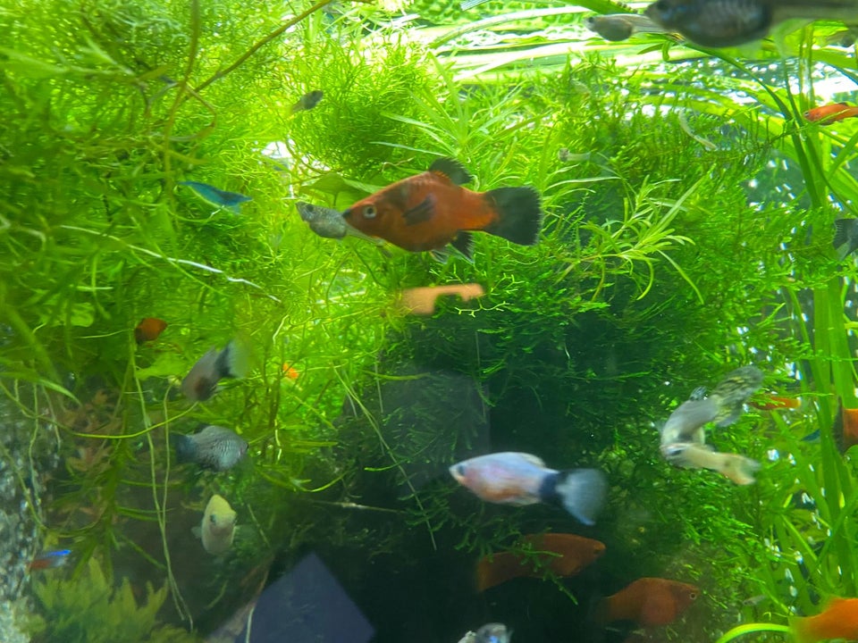 Platy 10 stk