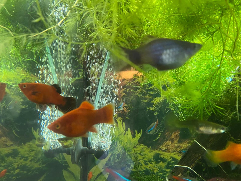 Platy 10 stk