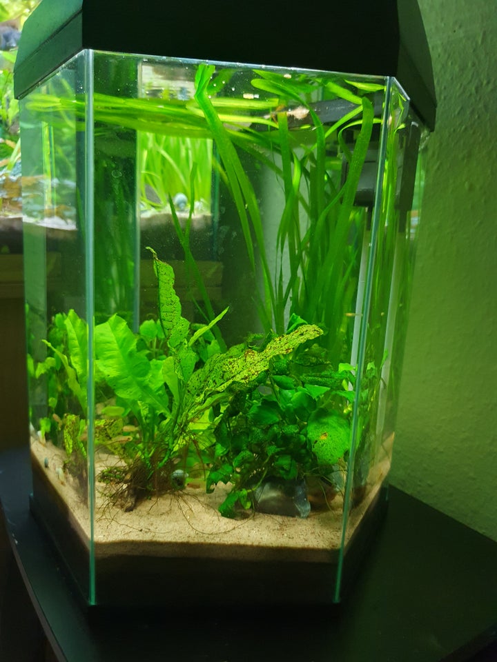 Akvarium, 22 liter