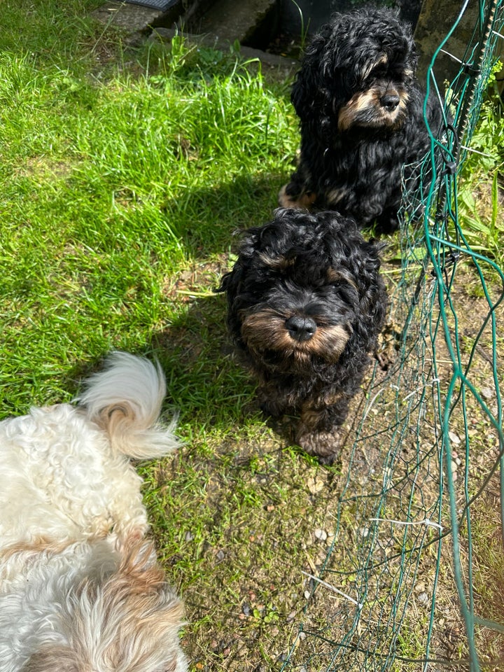 Cockerspaniel, hvalpe, 7 mdr.