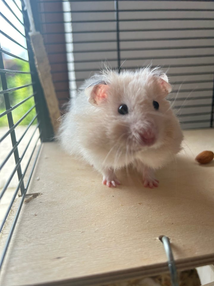 Hamster Guld hamster  0 år