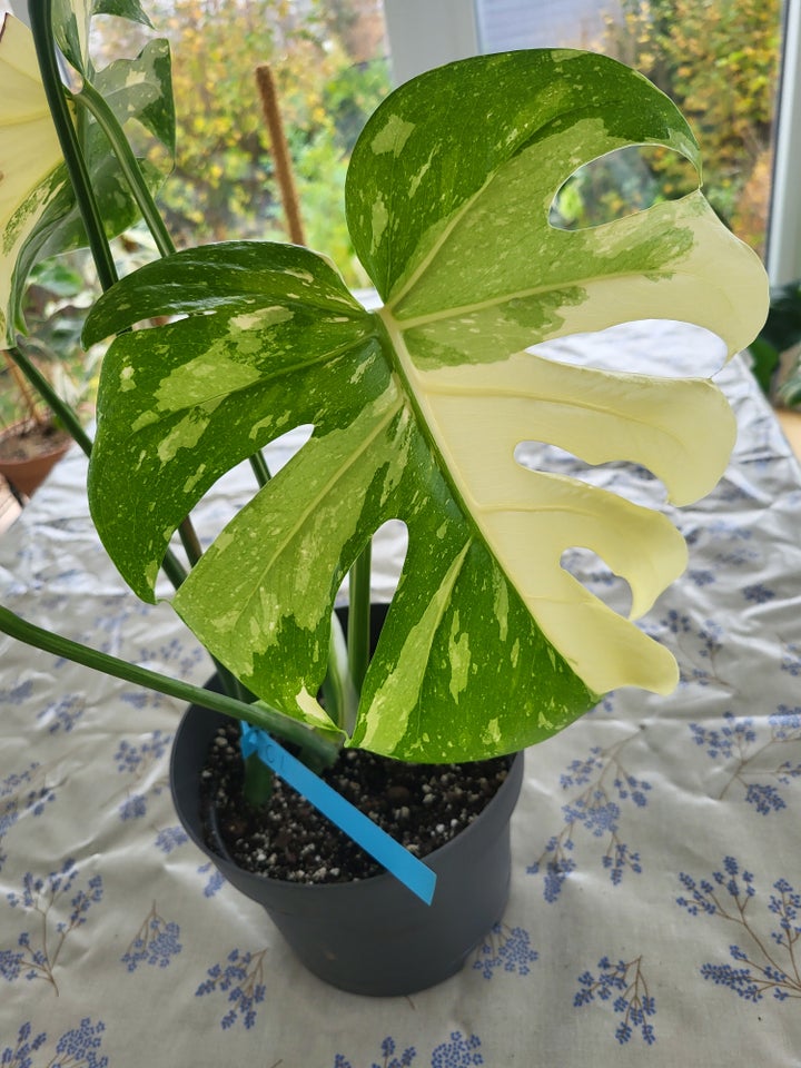 Monstera thai constellation /