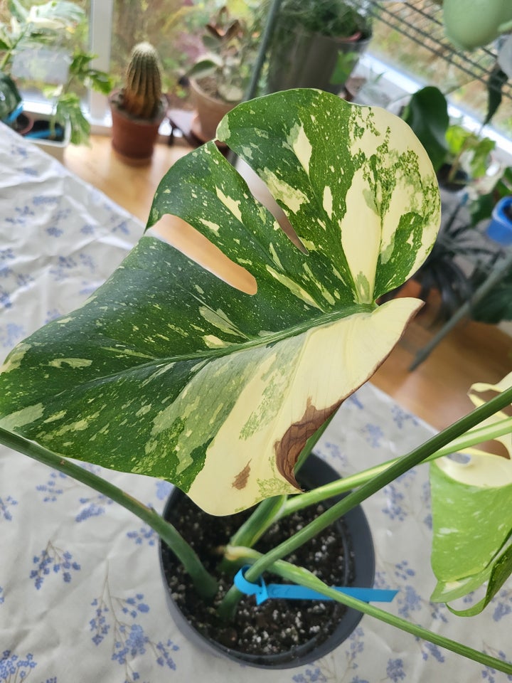 Monstera thai constellation /