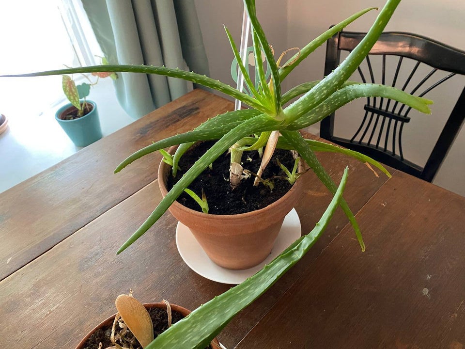 Aloe Vera Studeplanter