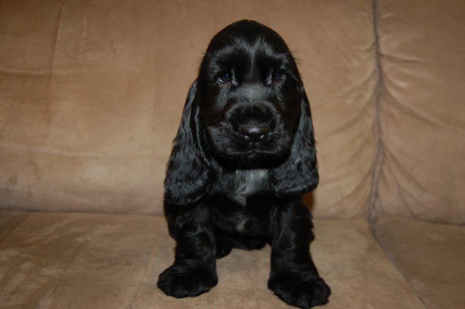 Cocker spaniel hvalpe 12 uger