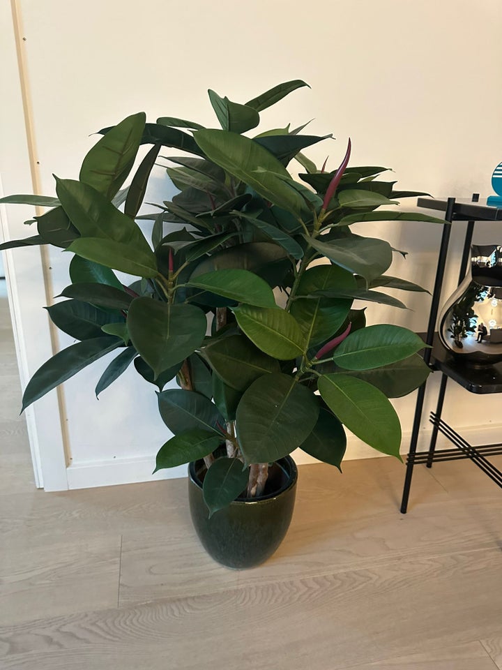 Naturtro kunstig plante, Ficus