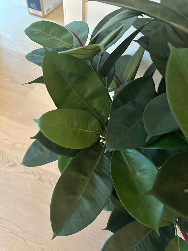 Naturtro kunstig plante, Ficus