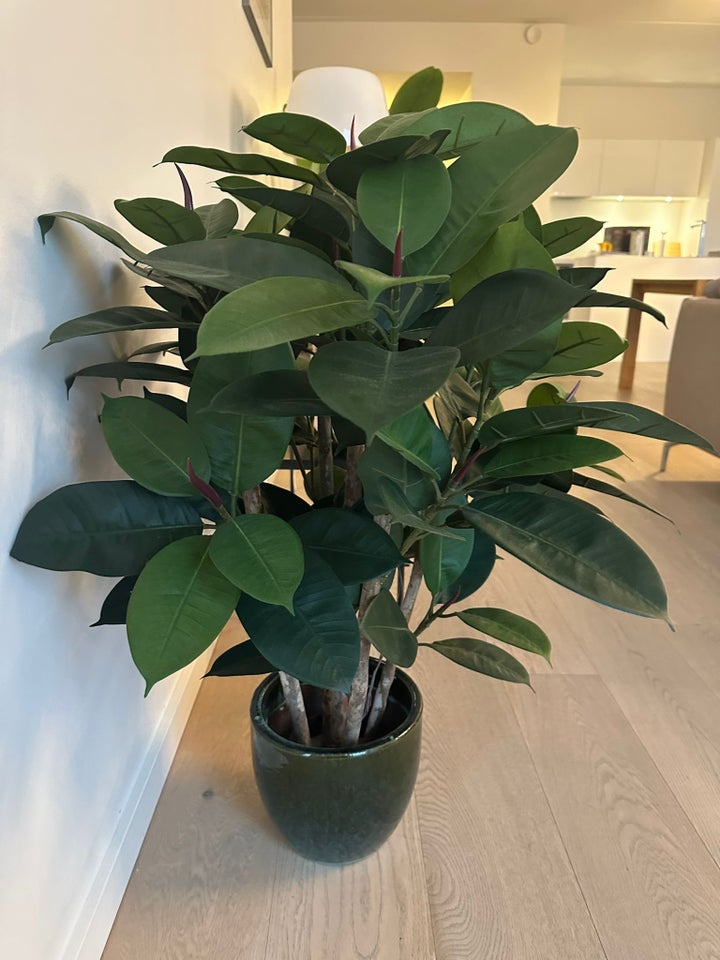 Naturtro kunstig plante, Ficus